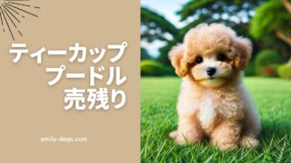 ティーカッププードルの売れ残りの理由と保護犬から探す方法