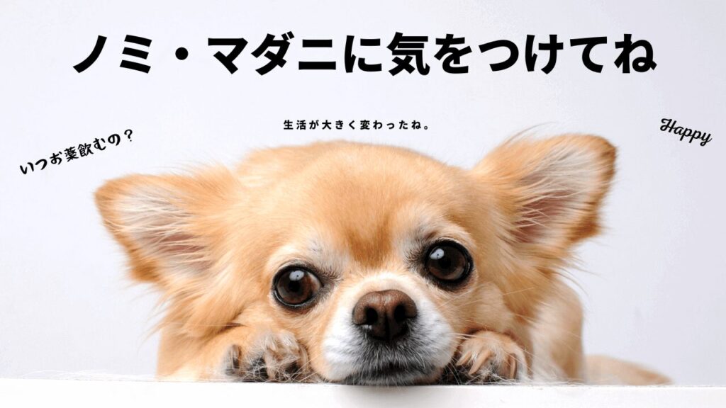 犬がノミ・マダニに気をつける画像